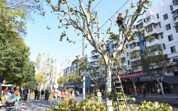 提升行道树冬季修剪精细化水平 全力打造申城道路景观生态名片_要闻动态_上海市绿化和市容管理局