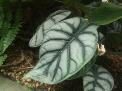 白犀牛海芋 (2).jpg
