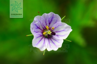 牛年到,生肖"牛植物"也来送祝福_上海花讯_上海市绿化和市容管理局