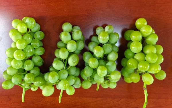 上海市林业总站组织开展‘申玉’葡萄品种现场查定 依法推进林木品种审定5.jpg 上海市林业总站组织开展‘申玉’葡萄品种现场查定 依法推进林木品种审定5.jpg