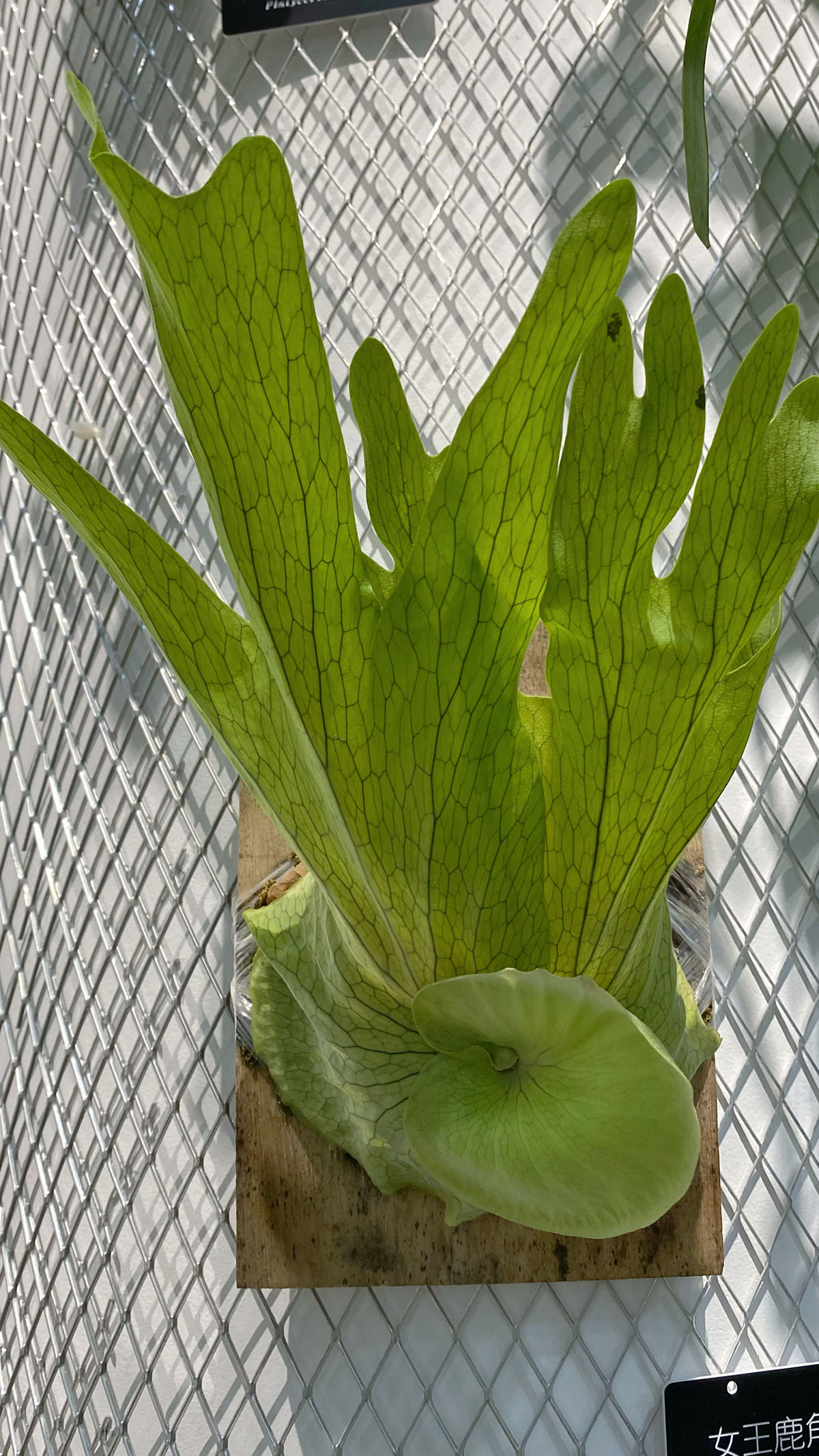9个鹿角蕨属原种首次在辰山植物园向公众展出_上海花讯_上海市绿化和市容管理局