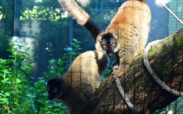 褐美狐猴 (3).JPG