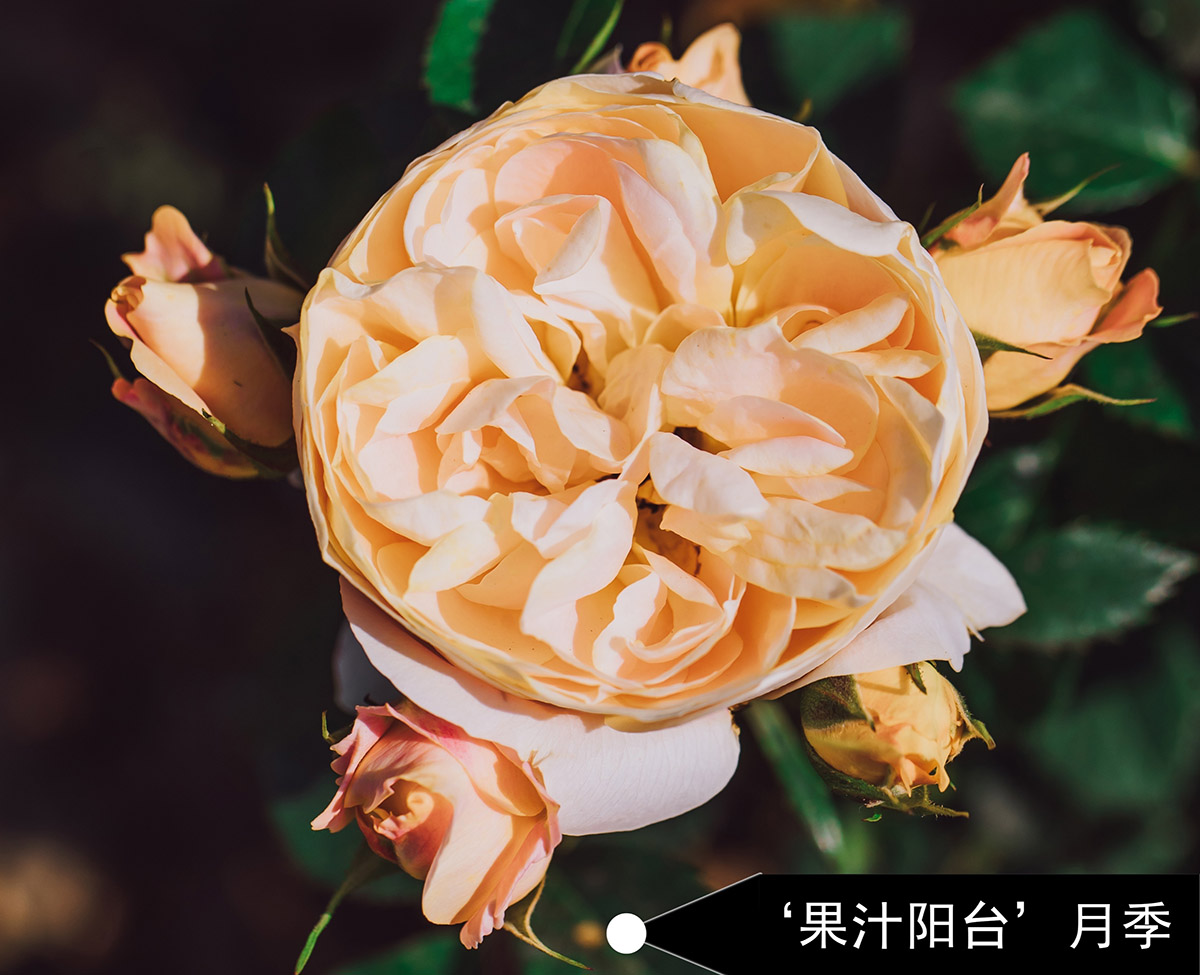 果汁阳台.jpg