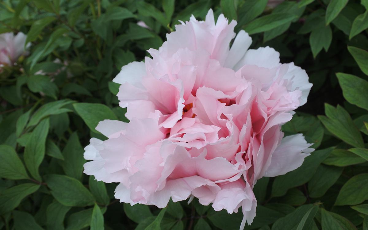 辰花守沪致敬同心抗疫云逛辰山植物园之牡丹盛放