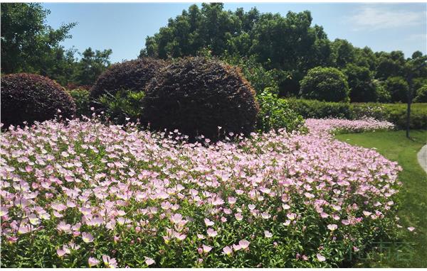 闵行黎安公园营造优美景点喜迎双节