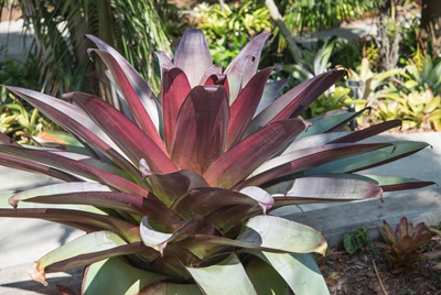1帝王凤梨Alcantarea_imperialis (5).jpg
