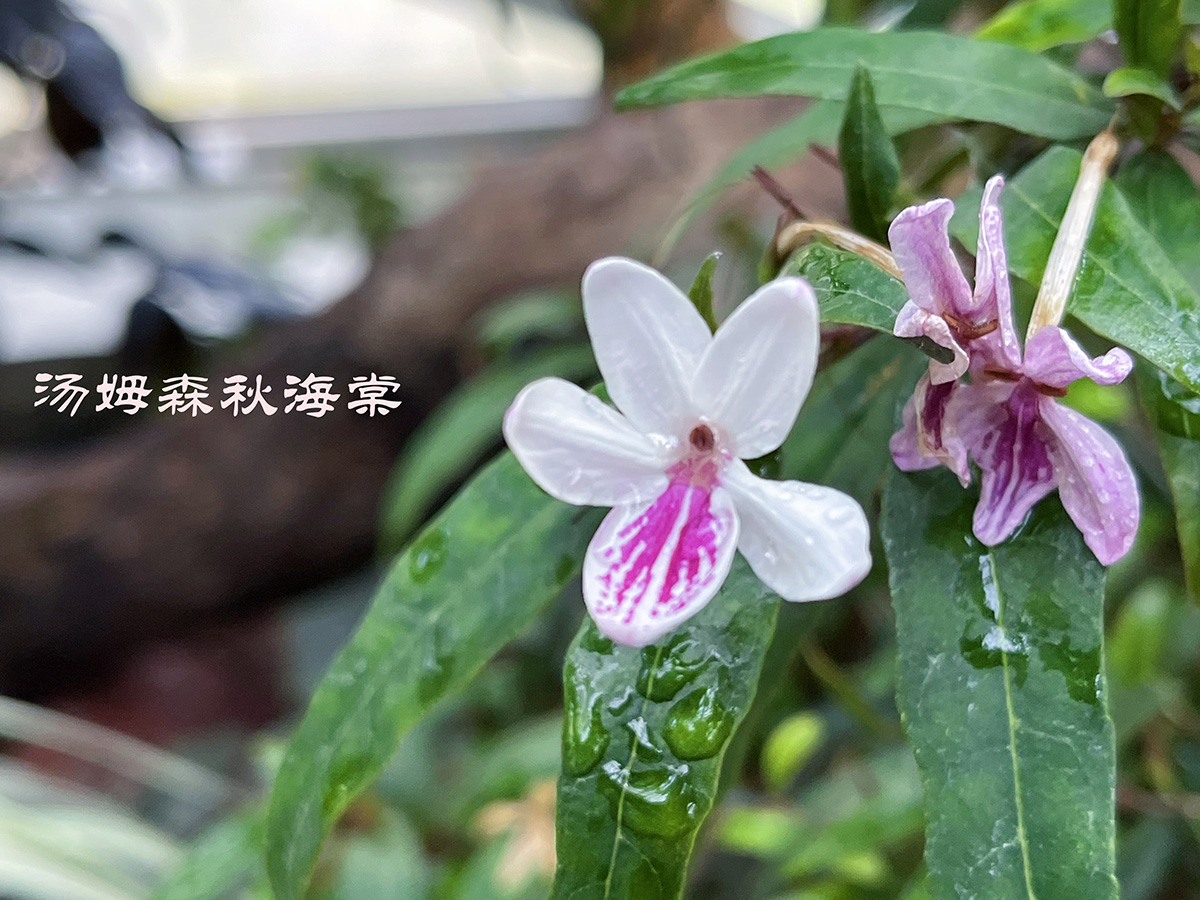 汤姆森.jpg