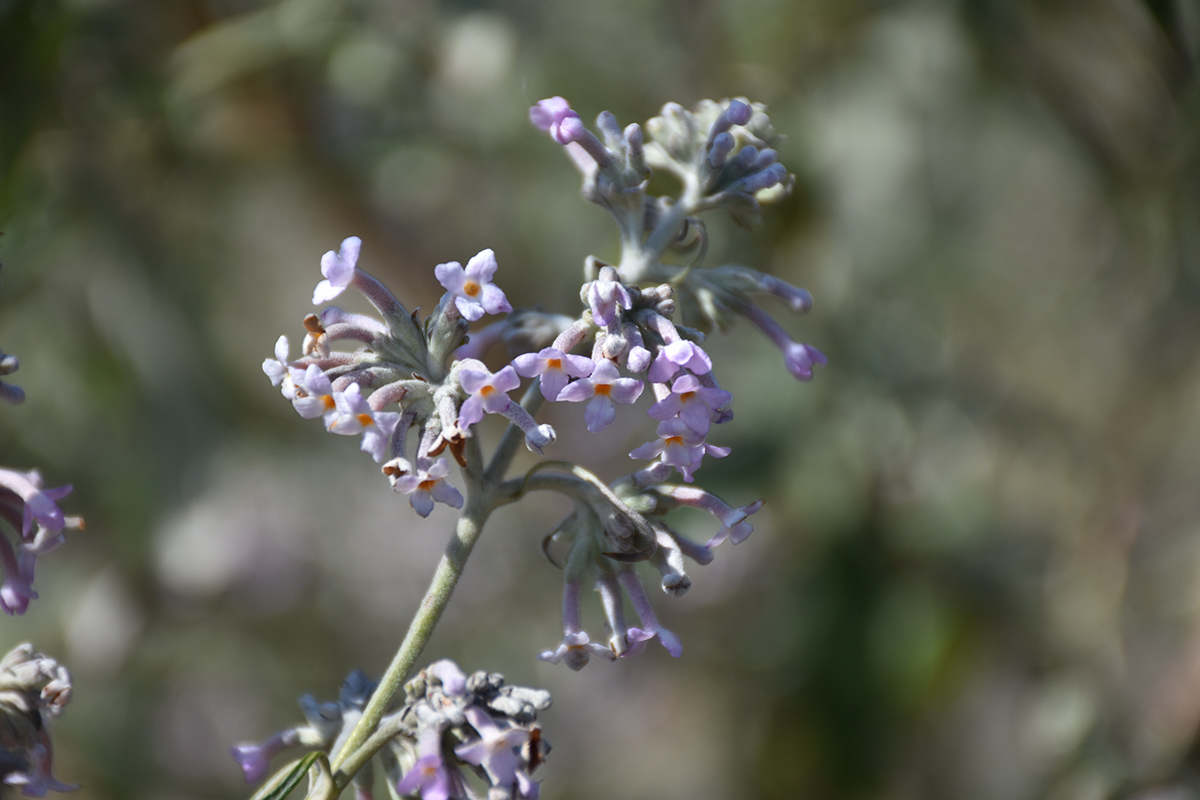 簇簇密蒙花绽放辰山植物园