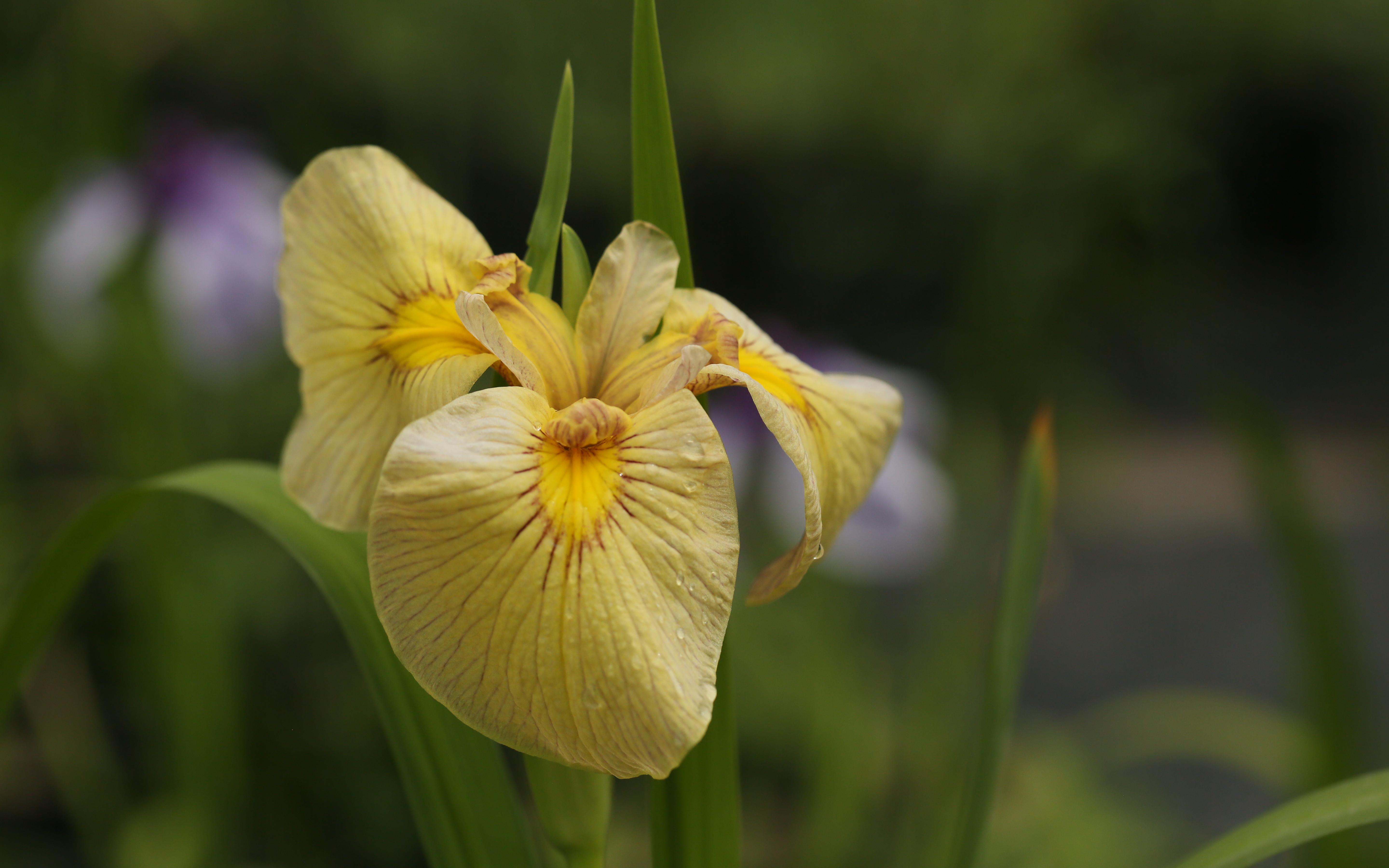 Cuimei Wang,Yuee Xiao_23-H001_Jinsui_flower_SPEC-X_2024_photobyCuimei Wang_3.JPG