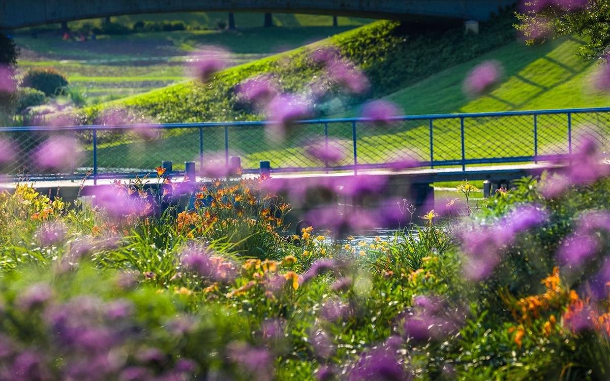 辰山植物园球宿根专类园是于2021年经改造后重新开放的专类园,其