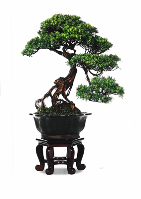 海派盆景提根式