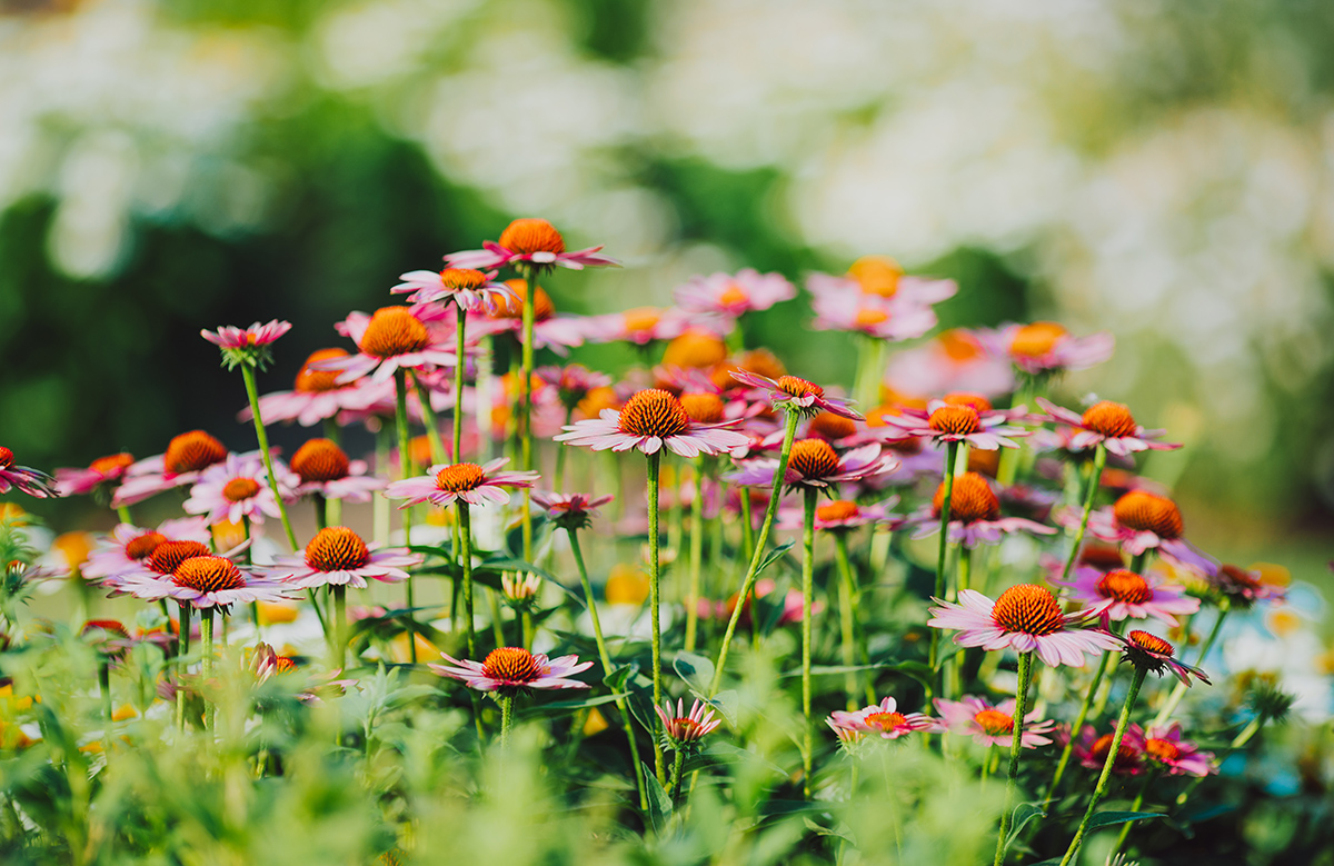 辰山植物园夏日花园绚丽入梦