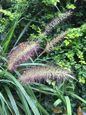 狼尾草.jpg