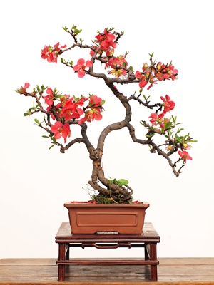 P3244219-贴梗海棠，高31cm.jpg