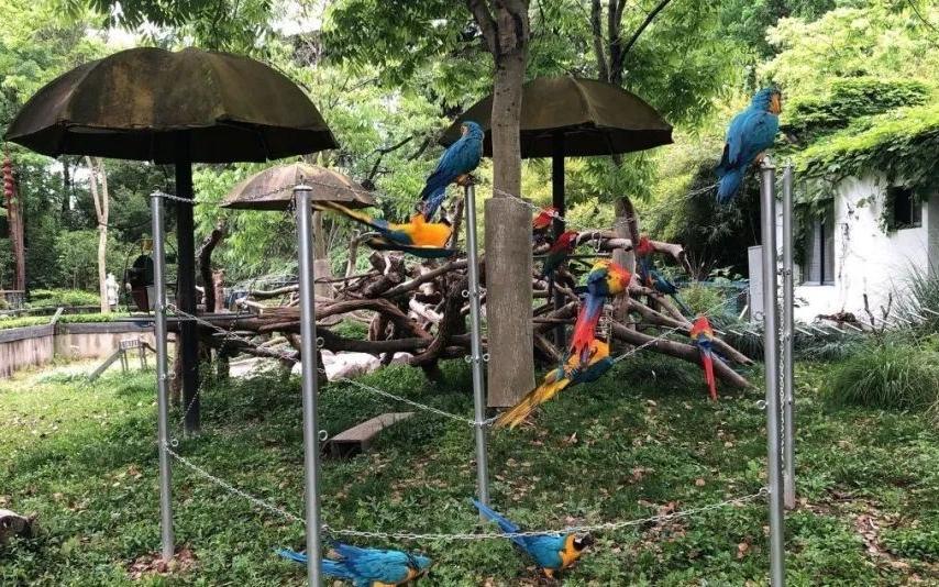 上海动物园鸟类繁殖喜讯频传