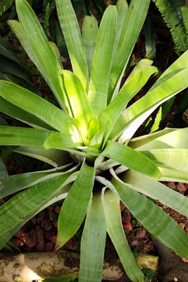 4格拉齐卷瓣凤梨Alcantarea glaziouana.jpg