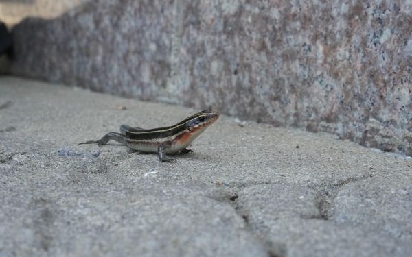 上海市林业总站赴大金山岛开展陆生野生动物资源调查工作3.jpg 上海市林业总站赴大金山岛开展陆生野生动物资源调查工作3.jpg