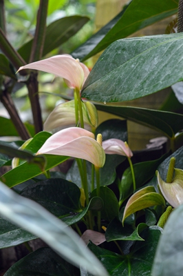 桃色茉莉 (2).jpg