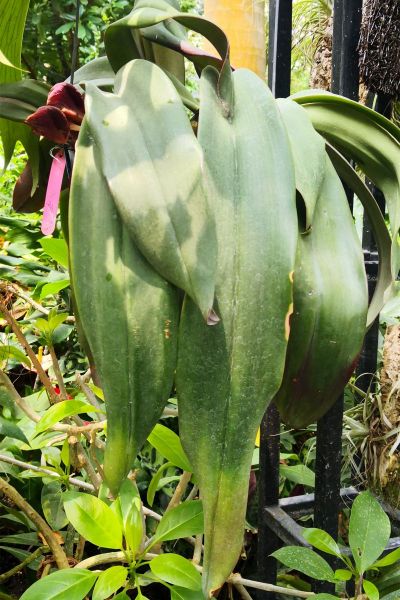 2红芽领带兰 (3).jpg 2红芽领带兰 (3).jpg