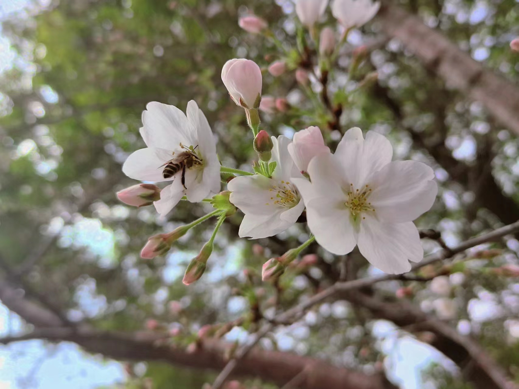 樱花.jpg