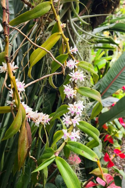1短穗毛舌兰Trichoglottis  rosea--兰科毛舌兰属 (4).jpg