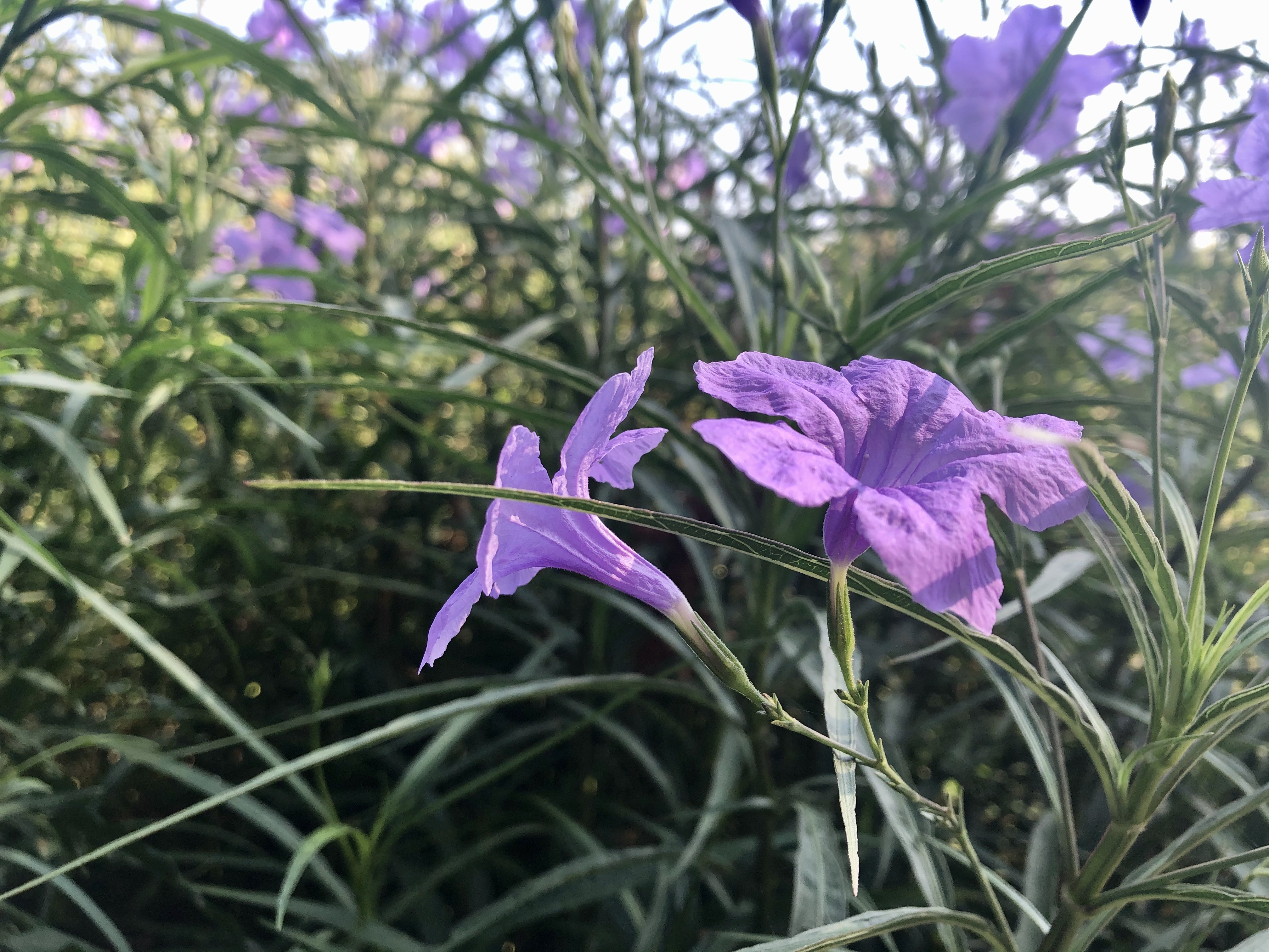 共青森林公园翠芦莉花海花开烂漫