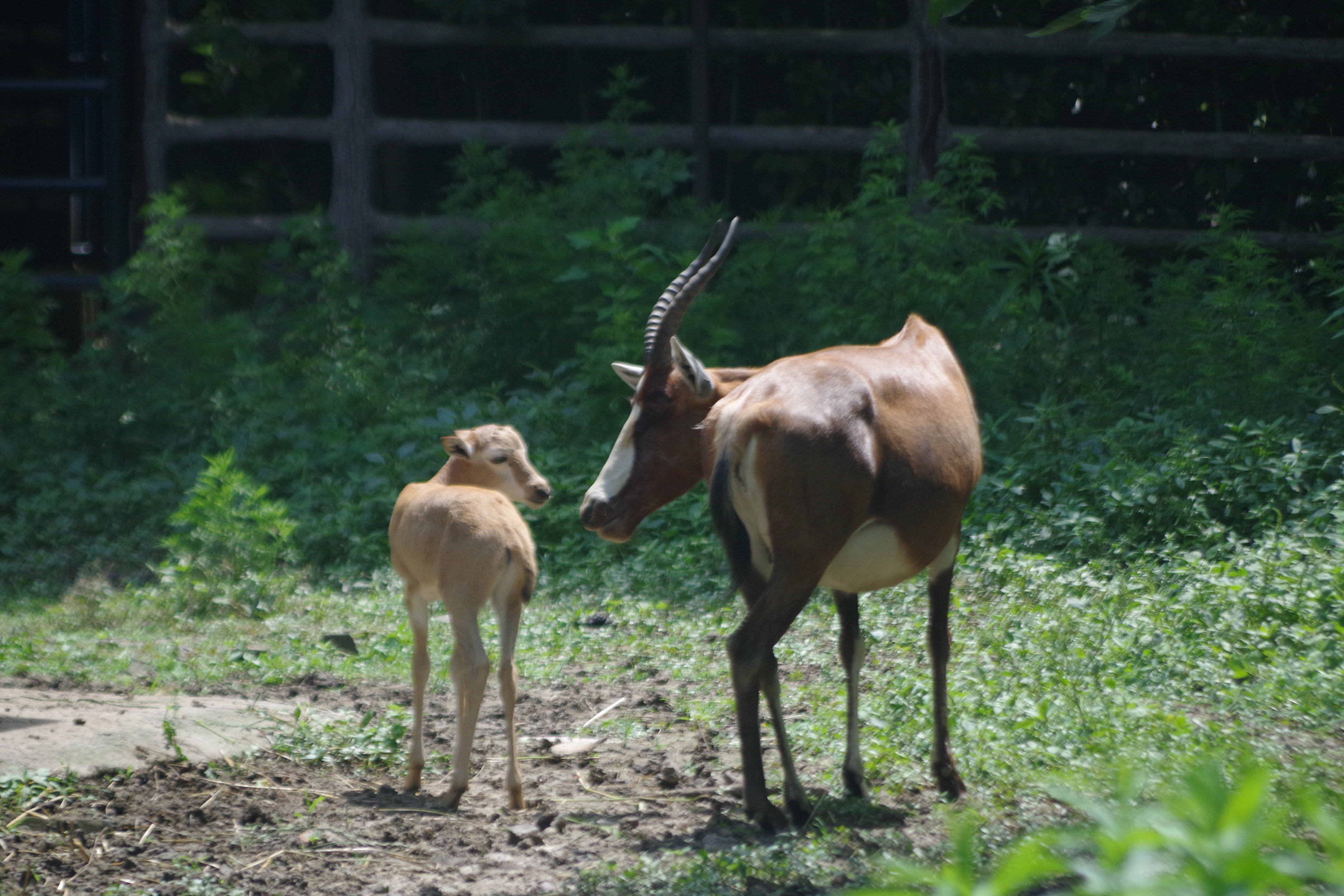 上海动物园白脸牛羚展区内新添俩幼仔