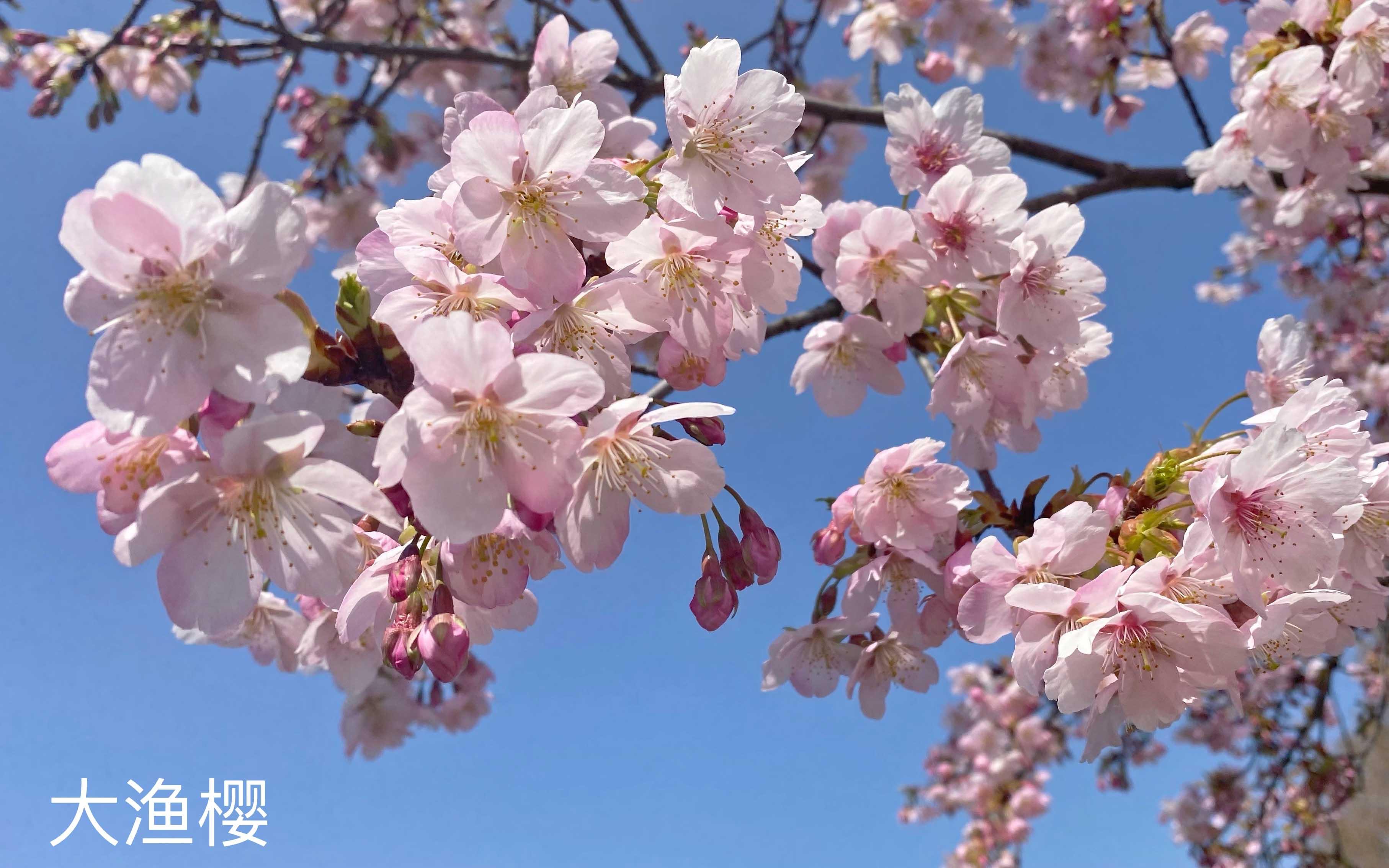 河津樱照片图片