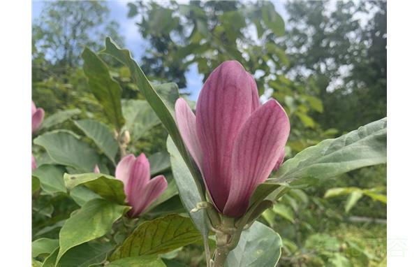 上海植物園木蘭園玉蘭含笑反季開花迎國慶