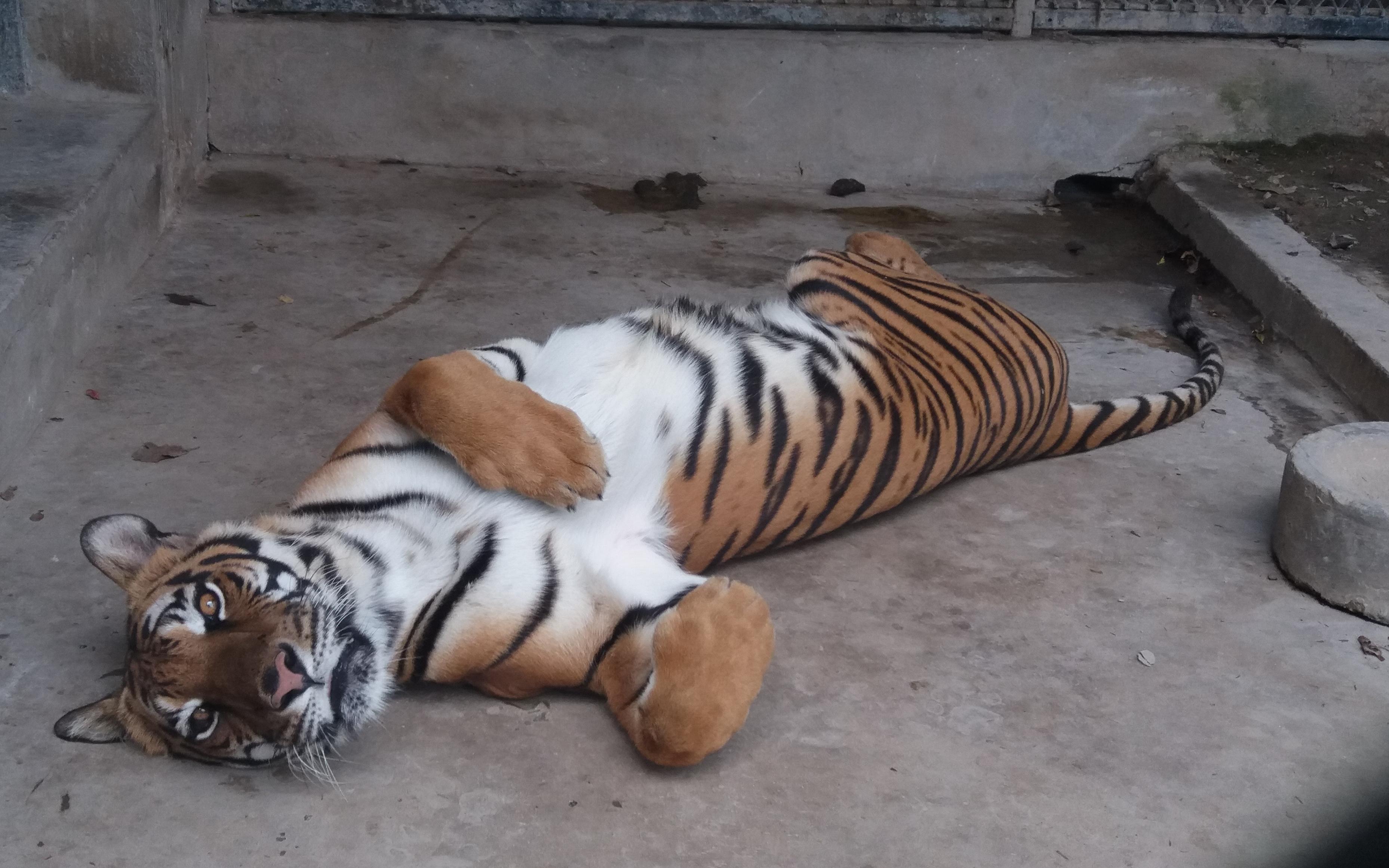 虎年说虎上海动物园的大猫一览