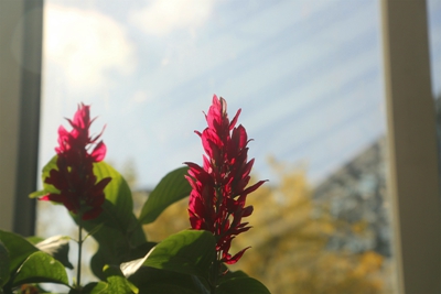 3、赤苞花.jpg