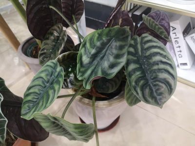 龟甲芋--铜色海芋--Alocasia cuprea--天南星科海芋属 (1).jpg