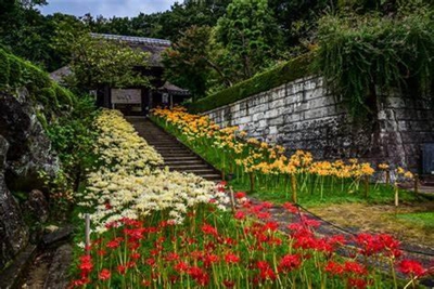 西方寺石蒜3.jpg 西方寺石蒜3.jpg