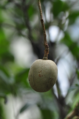 2食用槟榔青--漆树科槟榔青属 (4).jpg