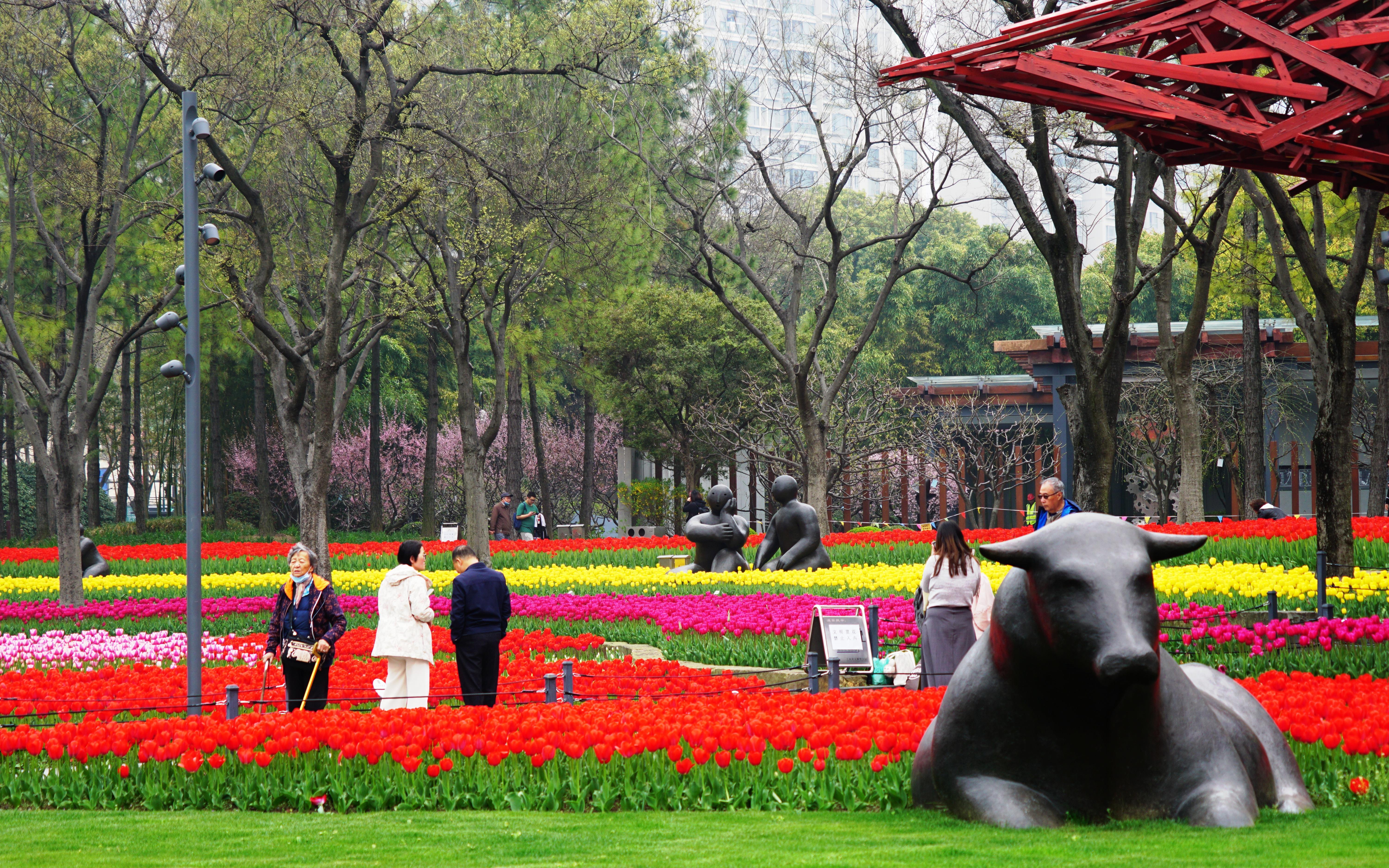静安雕塑公园郁金香图片