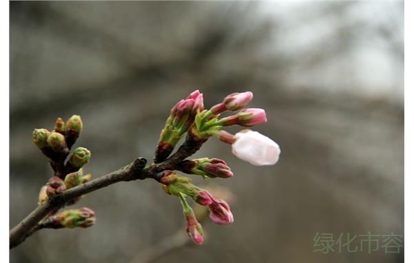 东京樱花(染井吉野樱) (2).jpg 东京樱花(染井吉野樱) (2).jpg