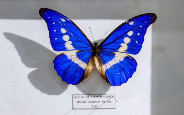 20261007昆虫标本-76.jpg