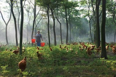 《森林养鸡场》拍摄地点上海崇明； 作者徐云飞电话13585836499说明：在生态崇明岛上的绿色饲养业.jpg