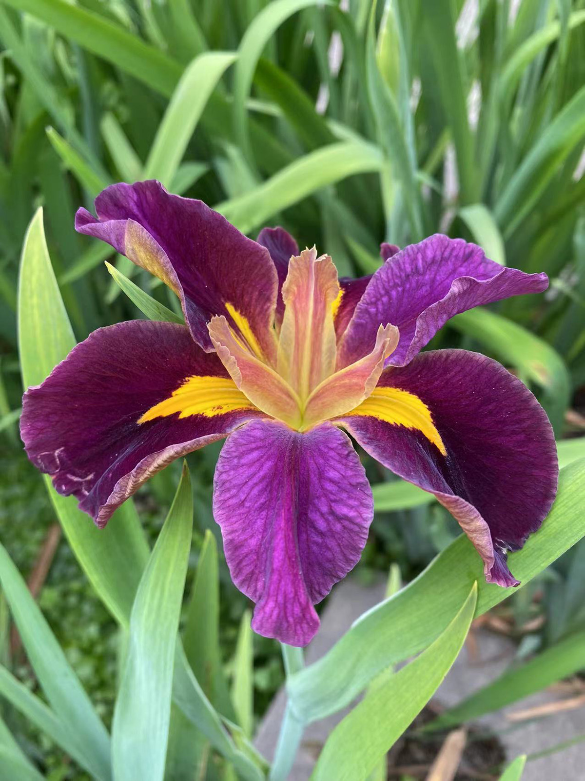 西班牙芭蕾.jpg