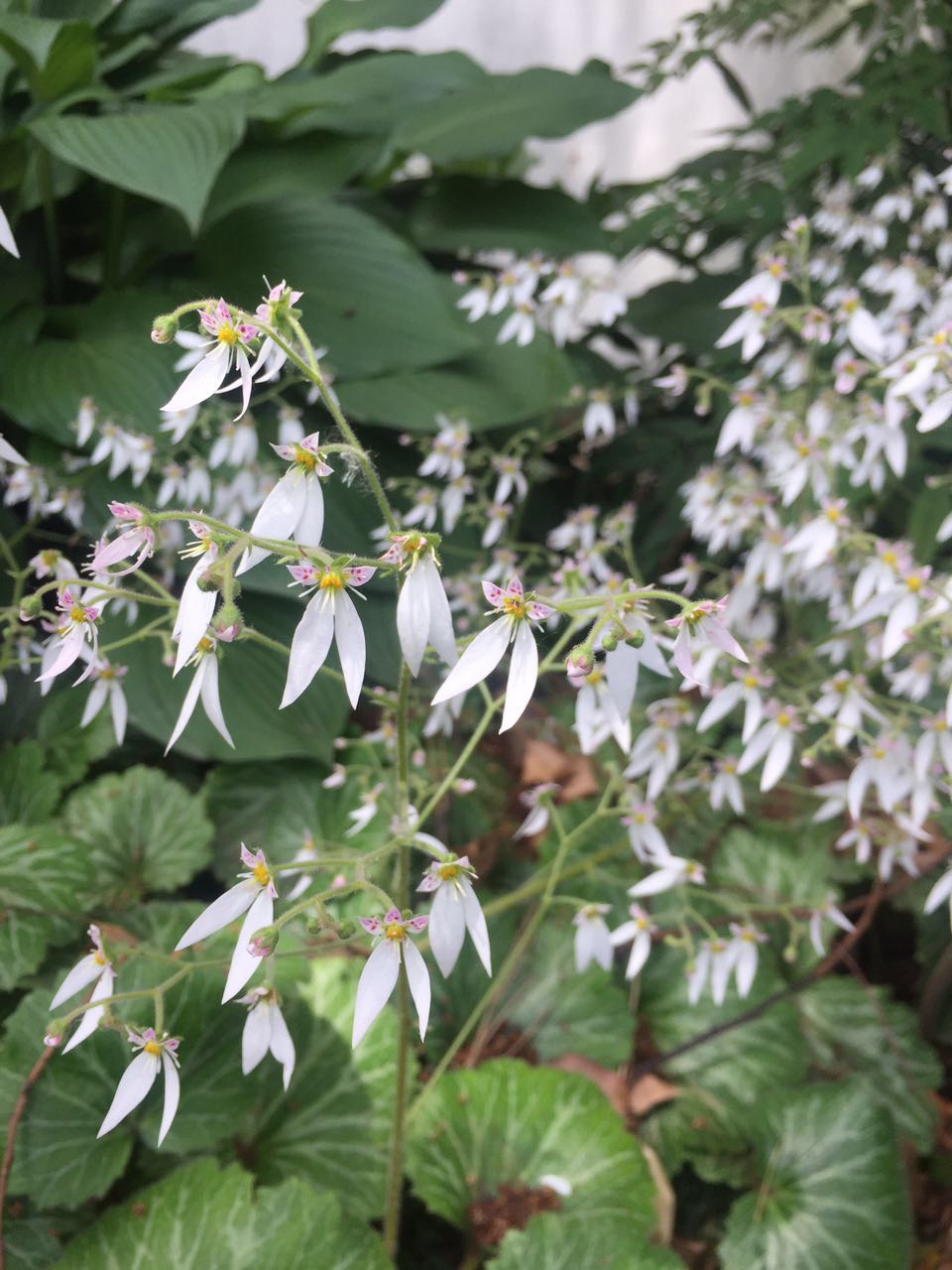 古猗园虎耳草萌态绽放