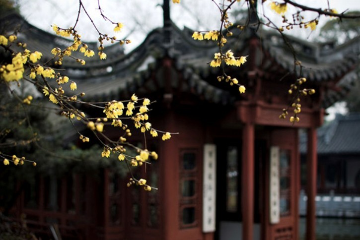 冬·蜡梅.jpg