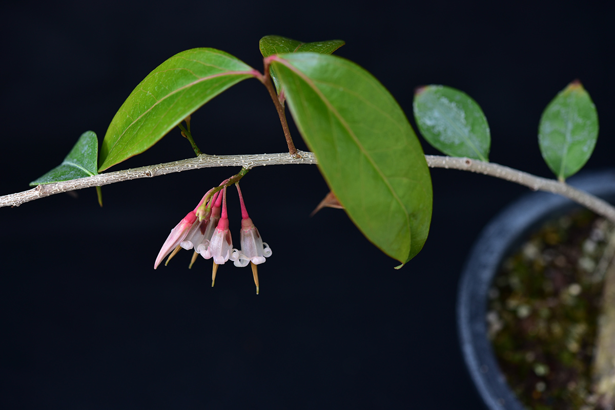 深裂树萝卜.jpg 深裂树萝卜.jpg