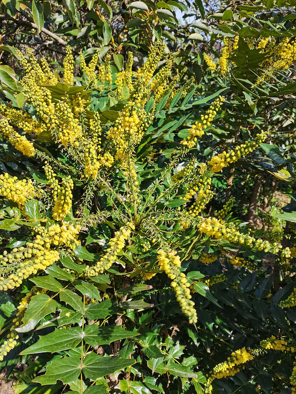 辰山植物园阔叶十大功劳花开隆冬蜜蜂传粉不休