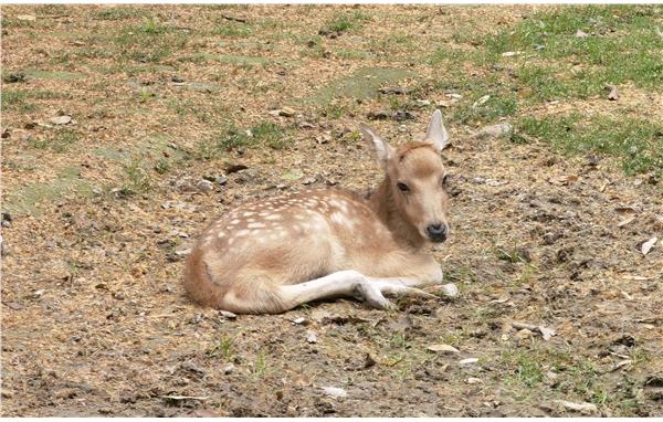 上海动物园麋鹿宝宝出生