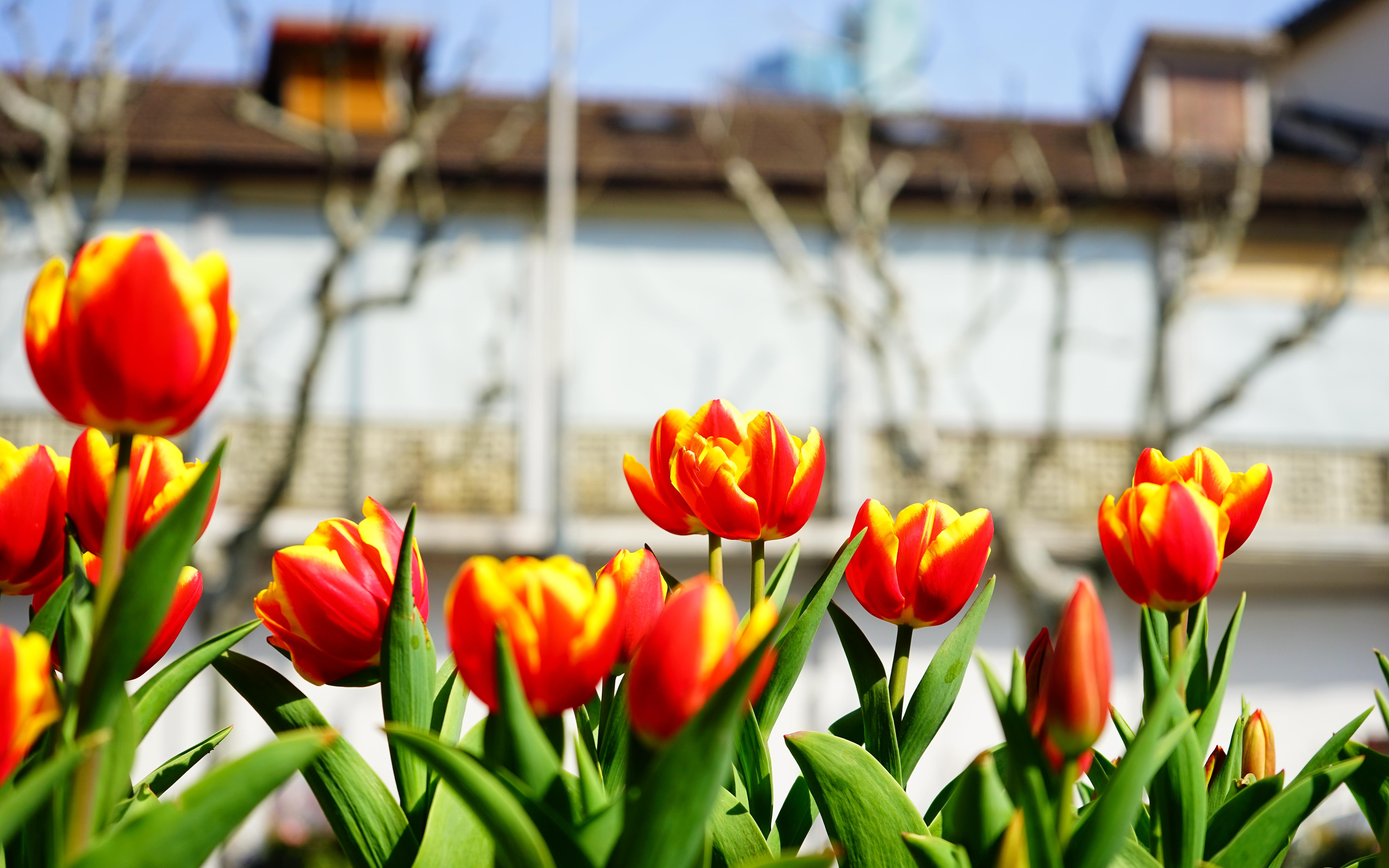静安街头第一波郁金香悄然绽放_要闻动态_上海市绿化和市容管理局