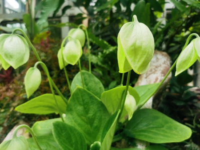 黄花牛耳朵--苦苣苔科报春苣苔属4.jpg