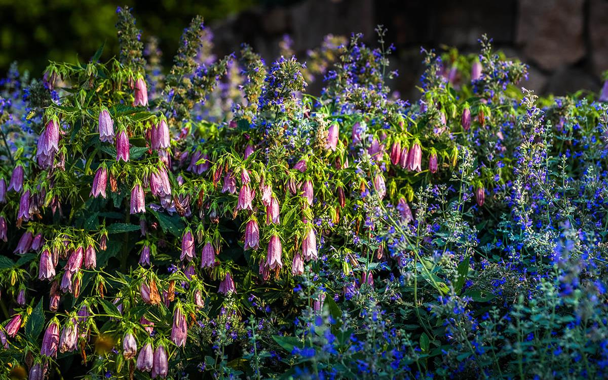 夏日隐藏打卡点辰山植物园球宿根园对称式花境进入最佳观赏期