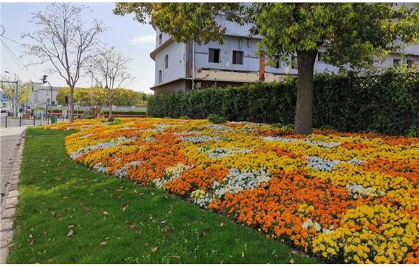 普陀区多彩园转角绿地展现春天的颜色_要闻动态_上海市绿化和市容管理