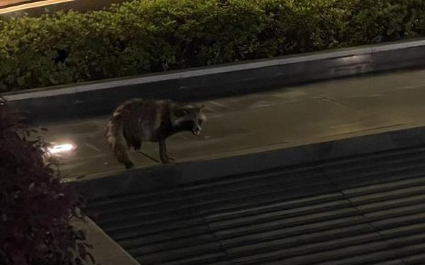 服务市民促“貉”谐,市林业总站赴嘉定江桥开展专项座谈2.jpg 服务市民促“貉”谐,市林业总站赴嘉定江桥开展专项座谈2.jpg