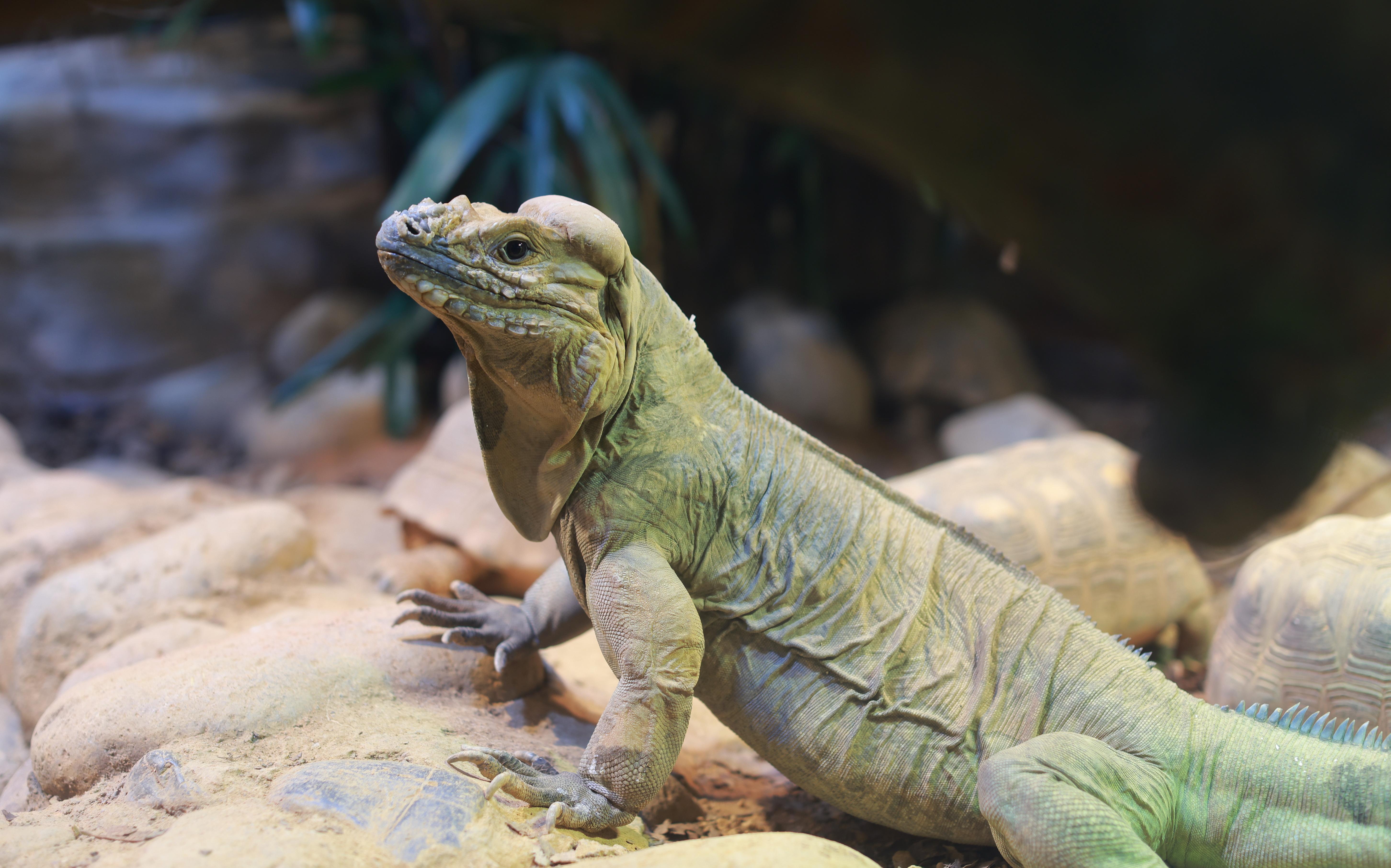 祥龍醒春澤被萬物2024年上海動物園龍年生肖文化系列活動熱鬧登場